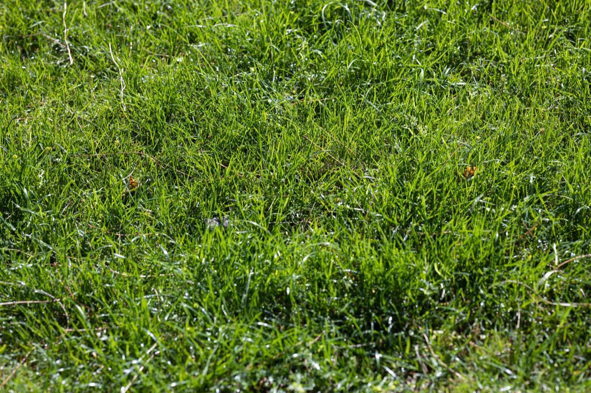 Sod Removal & Replacement in El Paso, TX
