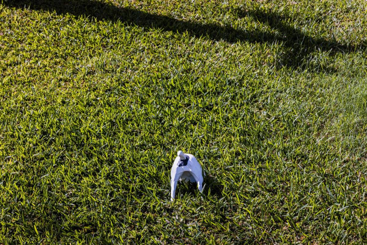Lawn Leveling & Grading in El Paso, TX