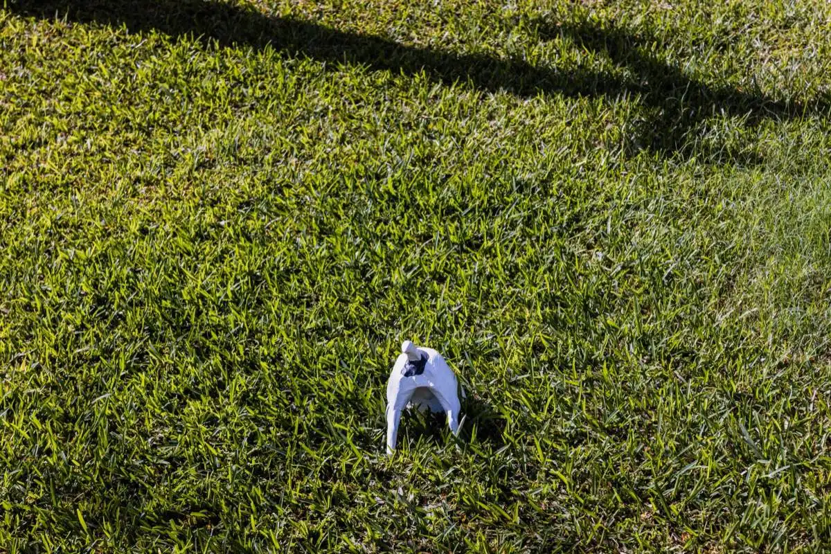 Fertilization & Weed Control in El Paso, TX
