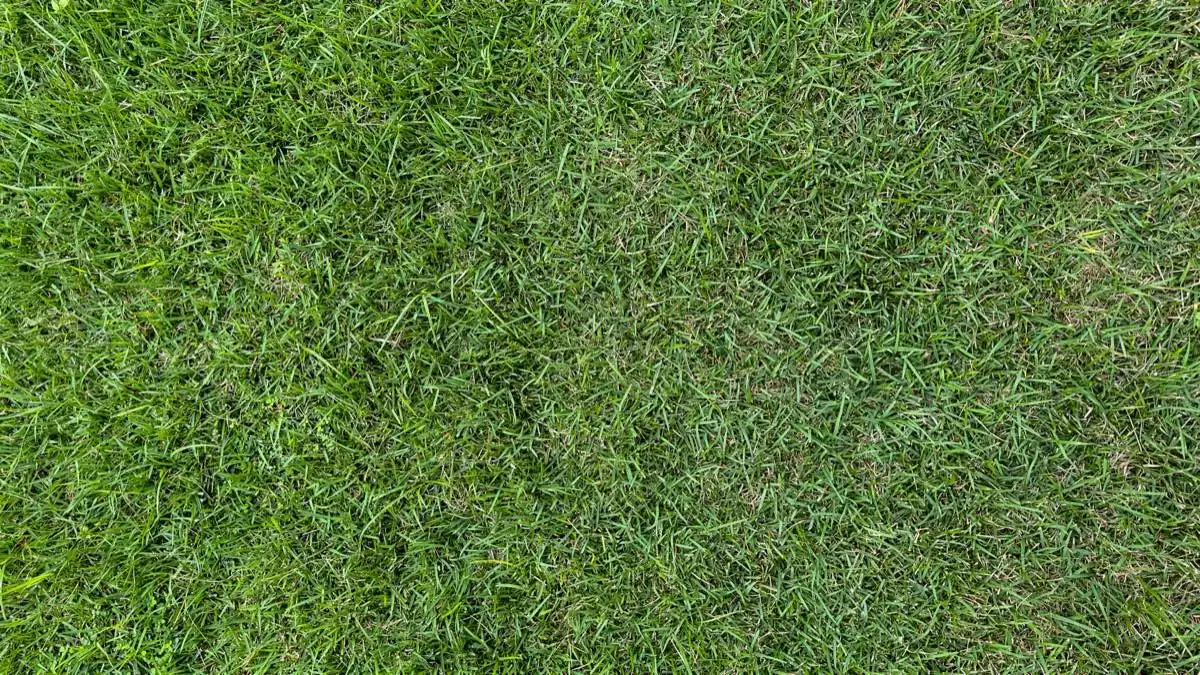 Grub & Lawn Pest Control in El Paso, TX